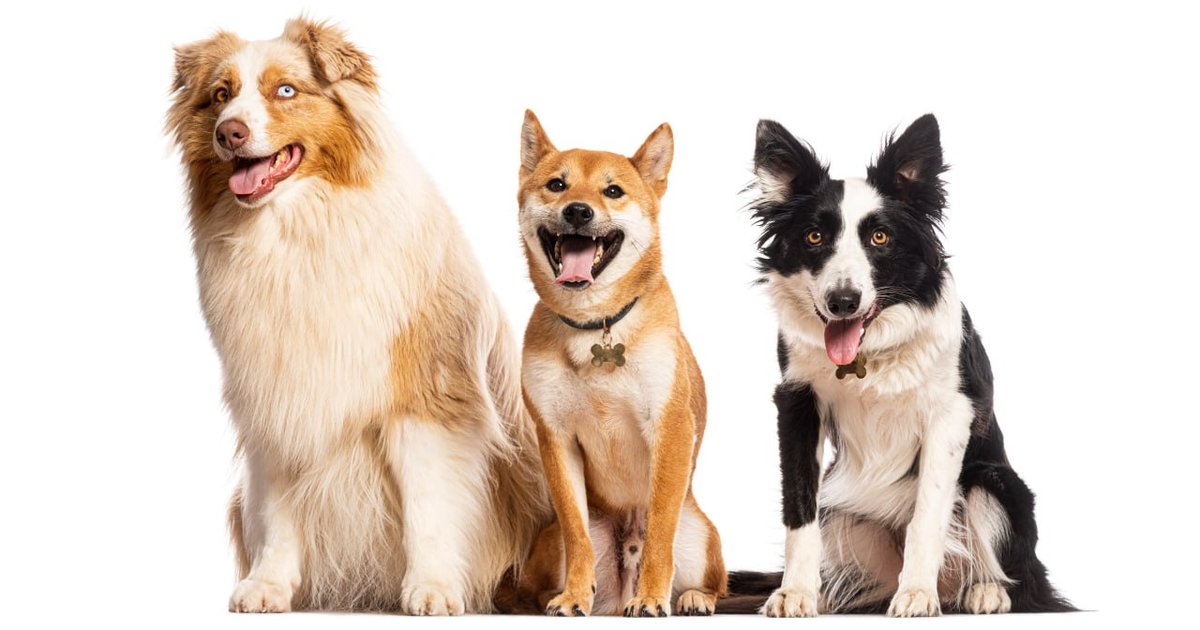 Dog and cat insurance: one photo is enough